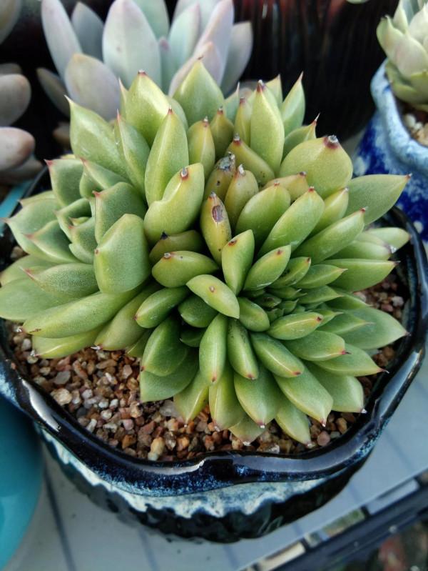 都說女大十八變,其實多肉也是,快來圍觀這些漂亮多肉以前有多醜 都說女大十八變,其實多肉也是,快來圍觀這些漂亮多肉以前有多醜