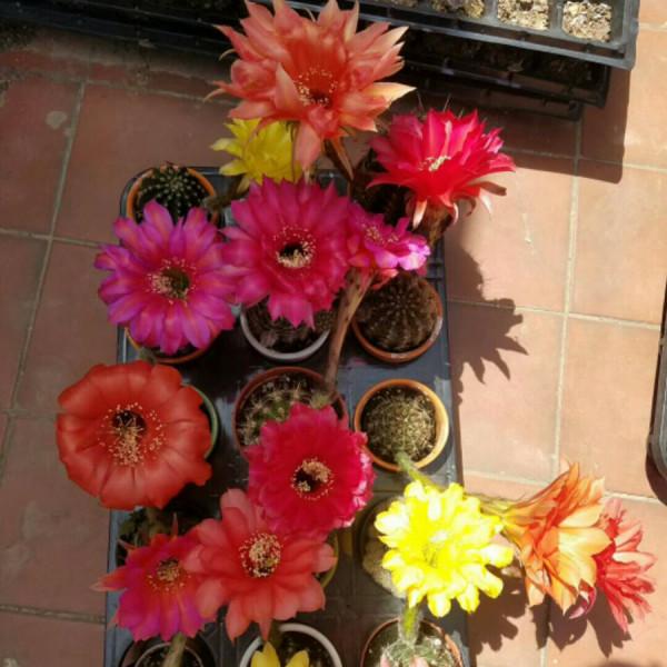 9種漂亮花,越冷越要曬太陽,控水薄肥,才能開得“奼紫嫣紅” 9種漂亮花,越冷越要曬太陽,控水薄肥,才能開得“奼紫嫣紅”