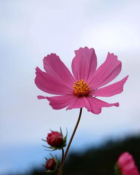 高雅美麗的花朵圖片