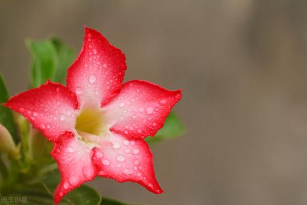 34種常見花草耐凍極限溫度，哪些該搬到室內養，一清二楚