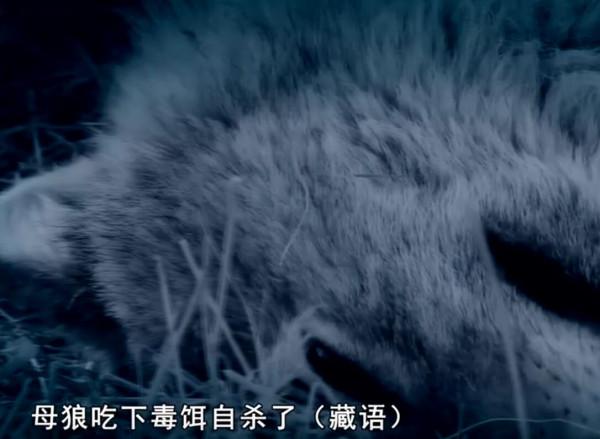 狼王慘死 狼後殉情 留下六隻狼崽 草原遺孤 美女救狼做兒子的傳奇故事