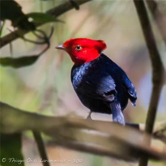 鴻運當頭,好運飛來 鴻運當頭,好運飛來