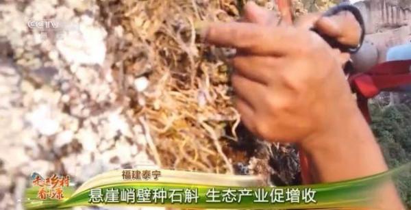 走進鄉村看小康丨飛簷走壁採藥人 小小石斛大產業