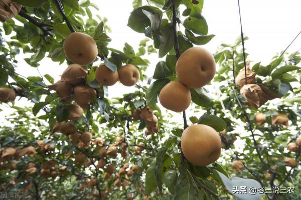 內行人種梨樹,不是澆水越多越好!這3個指標,弄懂了,不吃虧 內行人種梨樹,不是澆水越多越好!這3個指標,弄懂了,不吃虧