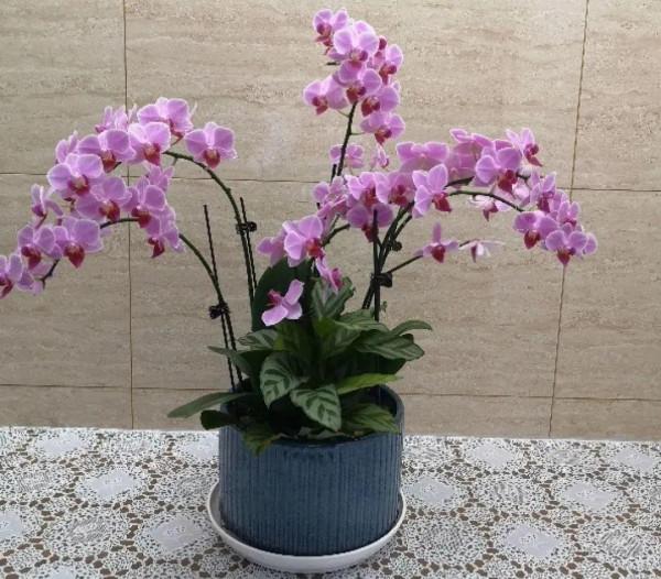 買花也要注意辨別“坑”,才能挑到好花,花開爆盆 買花也要注意辨別“坑”,才能挑到好花,花開爆盆