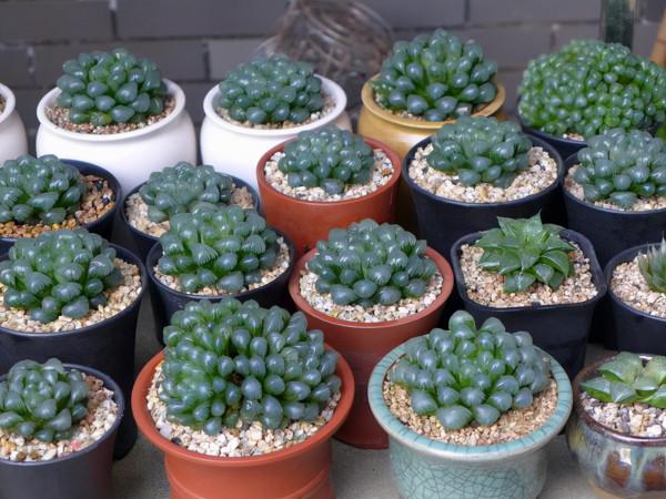 這10款多肉耐陰能力強，在室內陽臺上照樣長得漂亮，養起來真省心