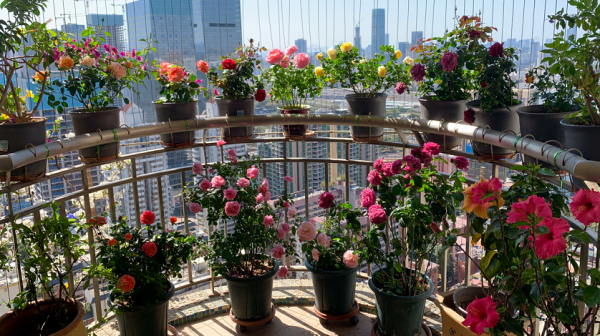 月季“平安過冬”小妙招：抓住這“3點”，來年開花更早更多