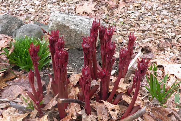 冬天這些花葉片會枯萎，別扔，它只是休眠了
