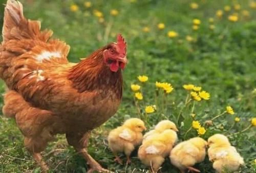 8畝地建小動物農場僅憑2招變網紅打卡地，門票20餵動物10元，啥樣