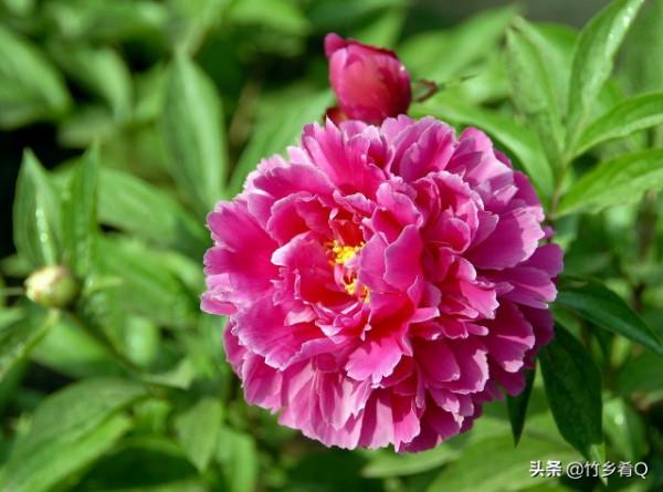 漂亮的芍藥花欣賞