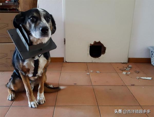 狗學貓樣,有些狗,養著養著就成了貓 狗學貓樣,有些狗,養著養著就成了貓