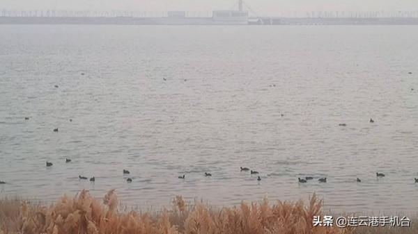 近千隻小野鴨扮靚琴島天籟片區內海