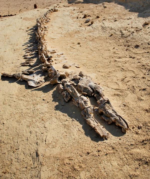 鯨居然長過腿 鯨居然長過腿