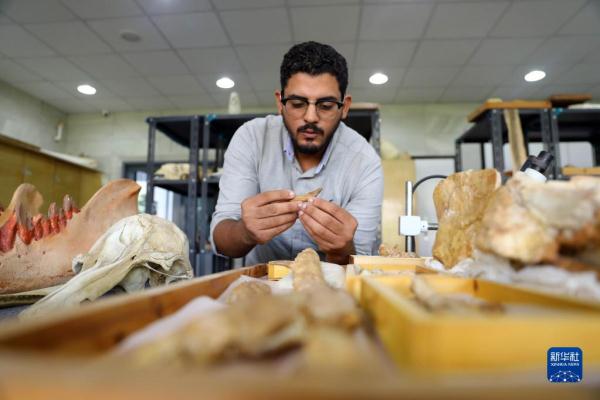 追溯早期鯨從陸地走向海洋的過程 追溯早期鯨從陸地走向海洋的過程