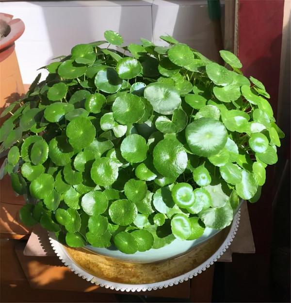 喜歡水的“7種花”,天天澆水也不怕,適合勤快的人 喜歡水的“7種花”,天天澆水也不怕,適合勤快的人