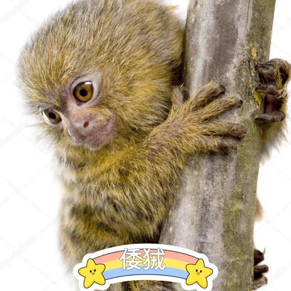 最小的靈長類能有多小？