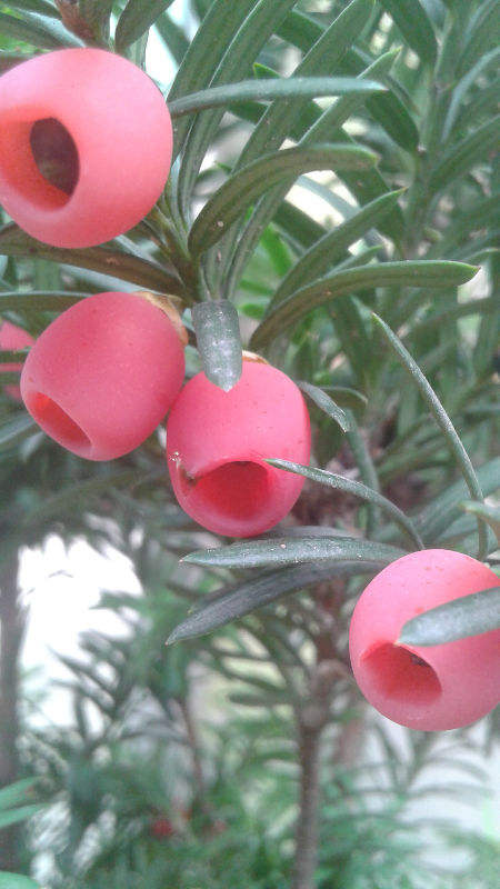 紅豆杉想要養好，注意4要點，枝條挺拔葉子有型