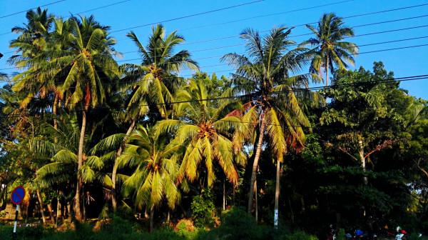 斯里蘭卡之旅(17)蒂瑟默哈拉默 斯里蘭卡之旅(17)蒂瑟默哈拉默