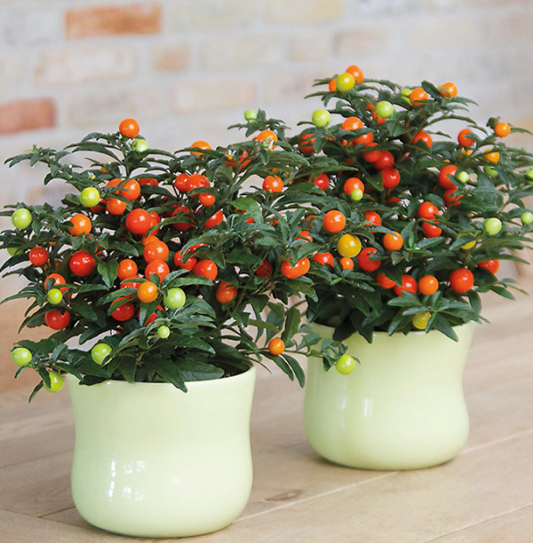 12種&OpenCurlyDoubleQuote;大毒花&rdquo;，長得很漂亮，家裡經常養，別碰它們，小心受傷