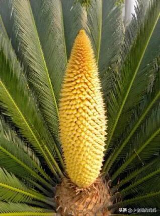 分享——鐵樹開花