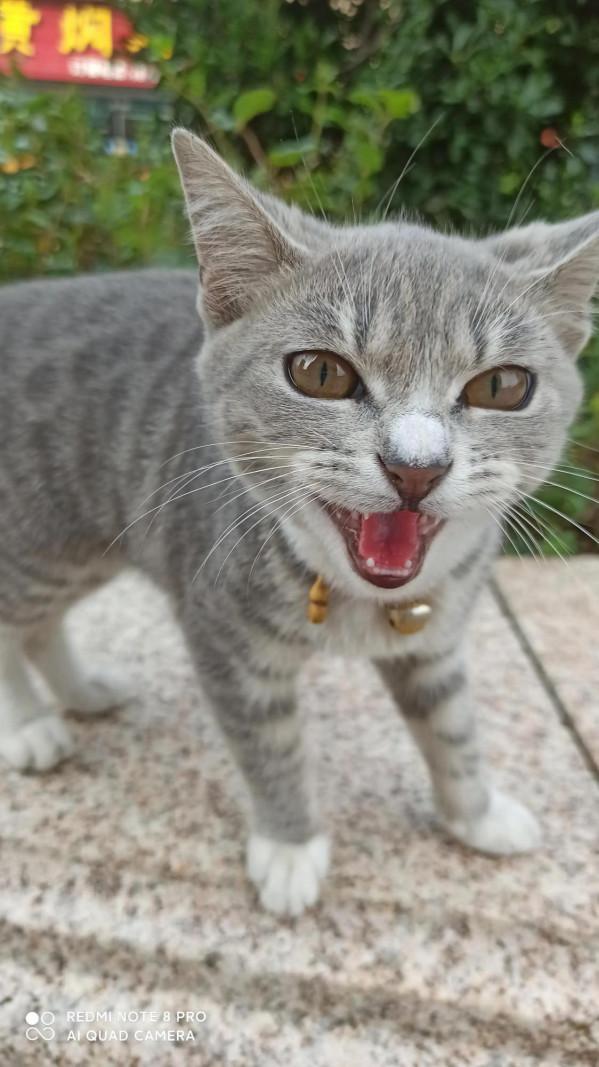 咦呀！貓生不過如此