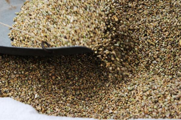 秋菠菜如何種？五句老話可作參考，因這5句老話是秋菠菜播種5要素