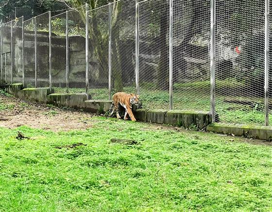「重慶動物園」別樣風景哥倆好