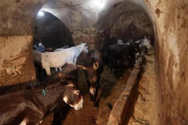 一群驢承擔了這座城市的垃圾收集工作，工作約八年後享受退休生活