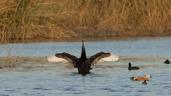 初冬，園博園引來黑天鵝