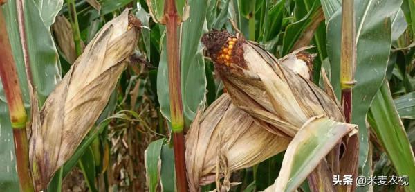 國審玉米新品系，畝產達到2412斤，2022年農民朋友願意種的好品種