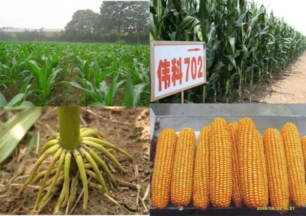 國家重點推廣，抗病抗倒耐熱，超高產玉米品種“偉科702”真牛