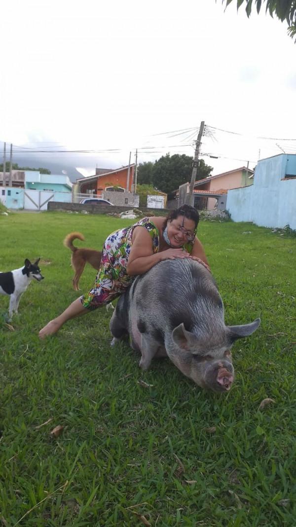 巴西女子買了只“迷你豬”,三年後成500斤大花豬 巴西女子買了只“迷你豬”,三年後成500斤大花豬