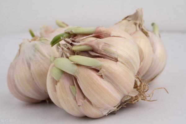 怎樣讓大蒜不發芽,儲存有妙招,牢記3個小方法,大蒜新鮮好吃 怎樣讓大蒜不發芽,儲存有妙招,牢記3個小方法,大蒜新鮮好吃