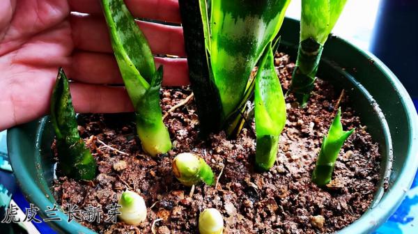 虎皮蘭有&OpenCurlyDoubleQuote;3怕兩不喜&rdquo;，難怪不愛出小芽，還越長越難看