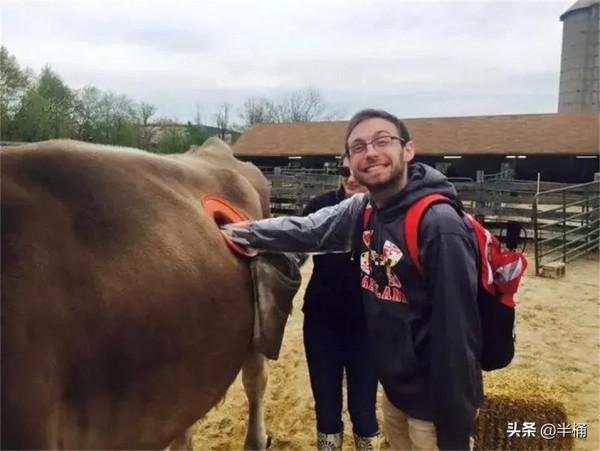 美國人養牛為什麼要在牛身上開個洞？我國為什麼沒有推廣此法？