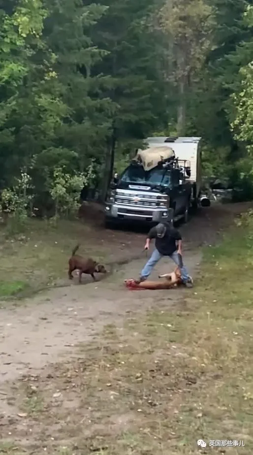 露營時狗狗被美洲獅襲擊,他瘋狂揮刀砍斷獅頭,網友吵翻了 露營時狗狗被美洲獅襲擊,他瘋狂揮刀砍斷獅頭,網友吵翻了