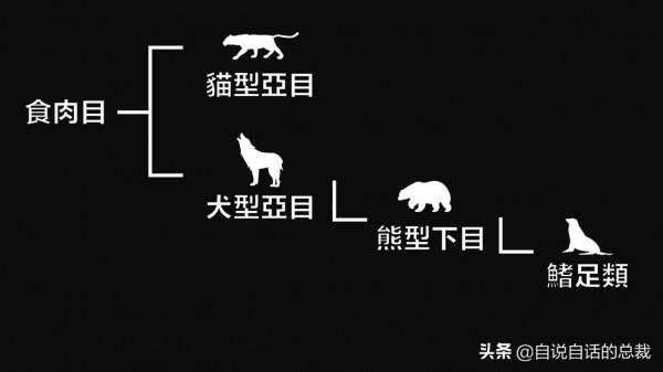 液體貓咪之謎：為什麼說貓都是液體？這竟然是被證明過的科學結論