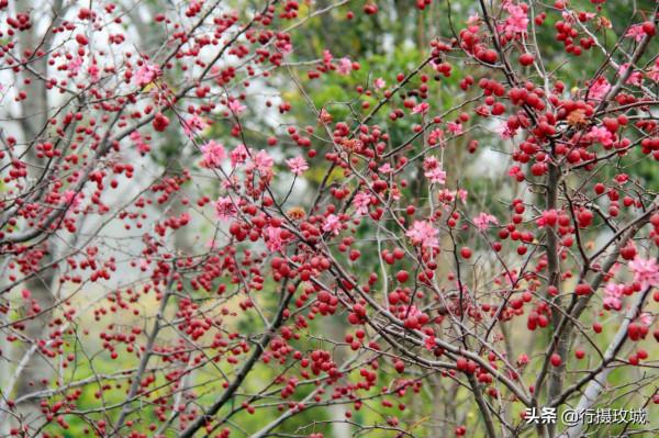 花果相擁迎冬雪,山東黃河玫瑰湖國家溼地公園現奇觀 花果相擁迎冬雪,山東黃河玫瑰湖國家溼地公園現奇觀