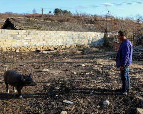 2015年，遼寧農民撿到140斤太歲後一夜暴富，身價300萬，如今咋樣