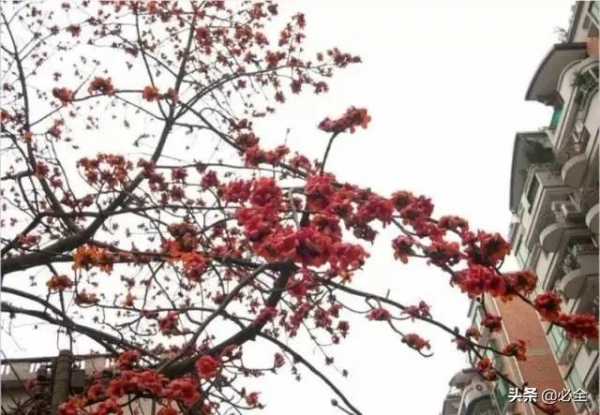 18種常見的先花後葉植物集錦 18種常見的先花後葉植物集錦