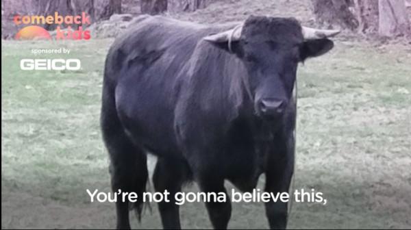 美國一頭牛逃出屠宰場，警察追捕8個月，結果整個小鎮都愛上它了