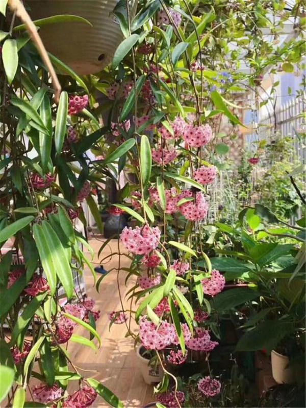 “100種花”適合養在陽臺上，一個比一個好看，還很好養護