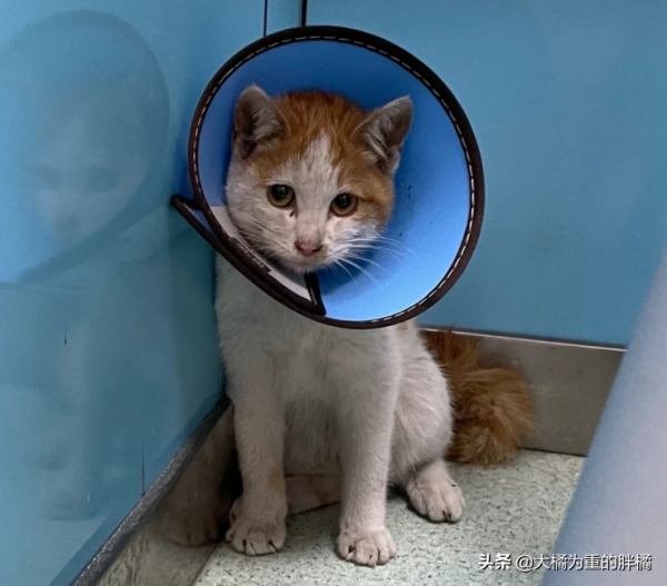 路遇一隻流浪貓,不知如何過橋,女子順手抱走,卻還花了一萬多 路遇一隻流浪貓,不知如何過橋,女子順手抱走,卻還花了一萬多