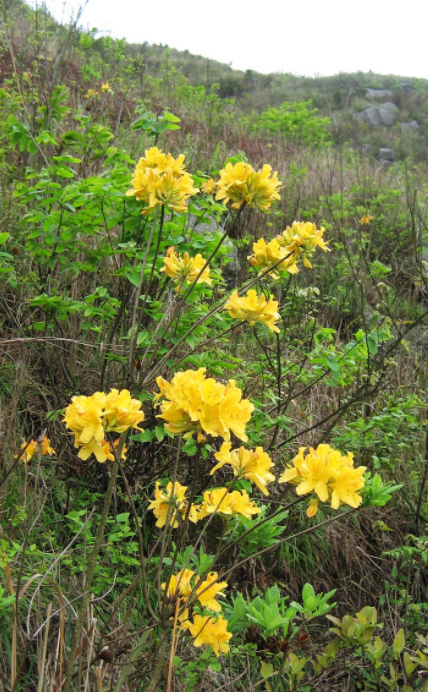 “美麗有毒”的植物,快來認識11種“毒花毒果”,不吃虧不上當 “美麗有毒”的植物,快來認識11種“毒花毒果”,不吃虧不上當