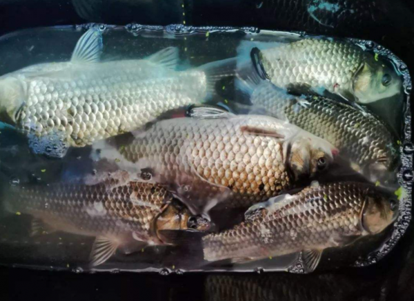 釣魚“空槍”的原因及解決方法都在這裡，趕緊收藏