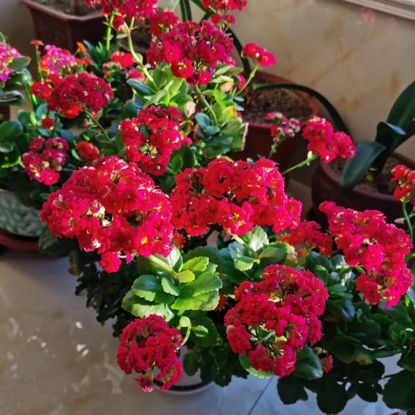 看看我家的長壽花，開爆盆了