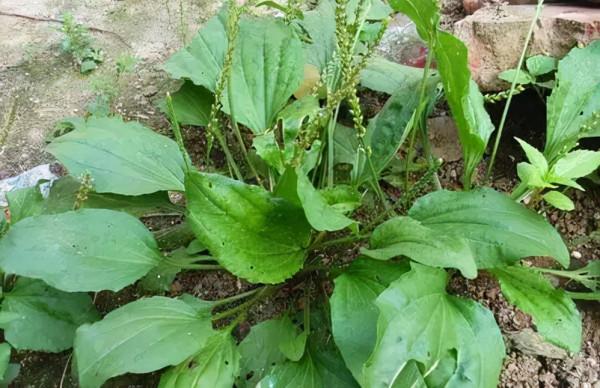 農村有種“尿床草”，嫩莖葉營養價值高，曬乾後一斤10元