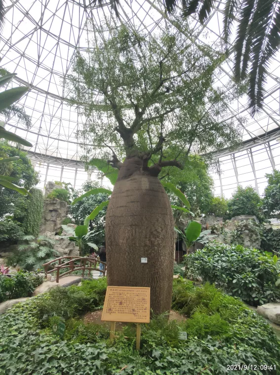 揭秘世界花卉大觀園三大“鎮園植寶”，樹齡相加超1000歲