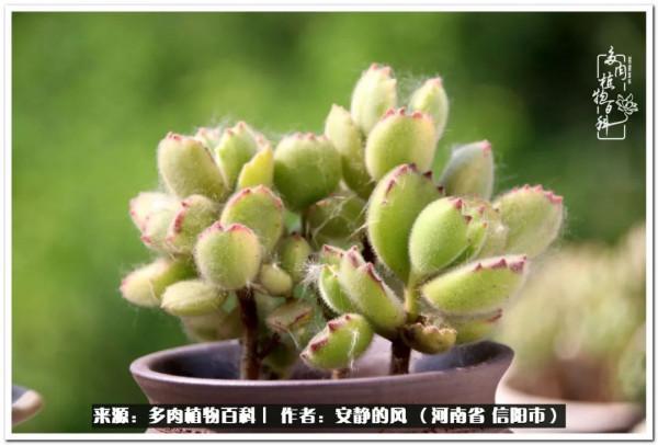 陽臺多肉黨的幸福生活 陽臺多肉黨的幸福生活