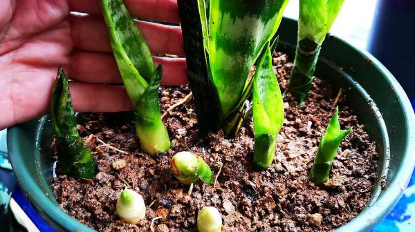 虎皮蘭有“5怕”，難怪從不出新芽，越養越難看